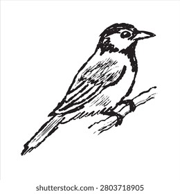 Bird on branch sketch, hand drawn sparrow perched on twig with detailed feather texture. Wildlife animal doodle art, nature study ink drawing, small songbird avian creature black white graphic