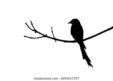 Bird on a branch vector. Black drongo silhouette on a branch.