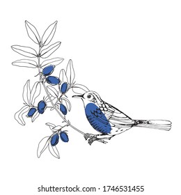 Bird on the branches of honeysuckle.  Hand-drawn vector Illustration on white. Isolated element for design.