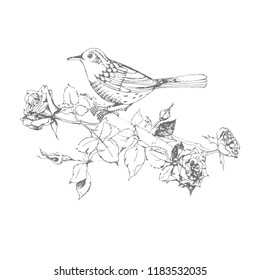 Bird on a flowering branch of a rose. Hand-drawn vector illustration on white background. Sketch. Isolated element design for invitations, greeting cards.