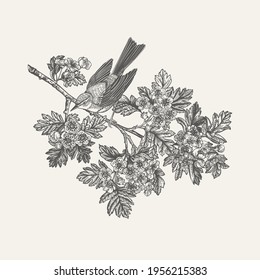 Bird on a flowering branch. Spring. Botanical vector illustration. Black and white. Vintage. 