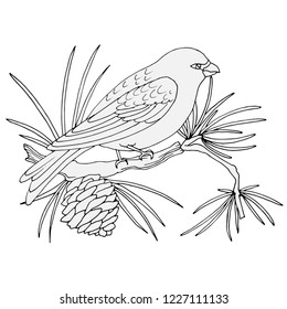 bird on a pine tree with a cone, a picture in gray colors