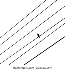 Bird on a power line