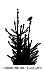 Bird on the spruce tree silhuette