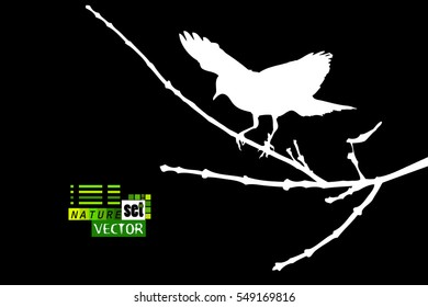 bird on a tree. Vector