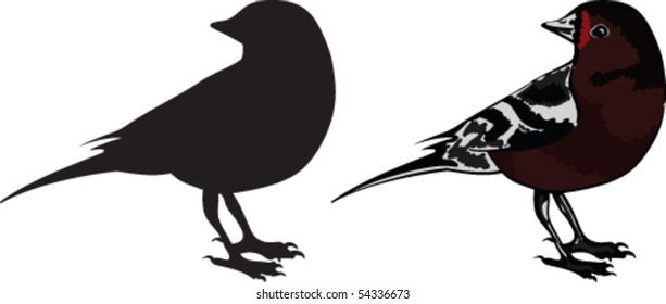 Bird on a white background and a silhouette of a bird