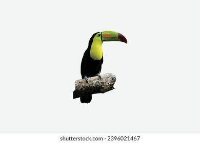 Bird with open bill, Chesnut-mandibled Toucan sitting on the branch.