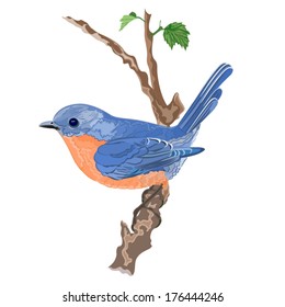 Bird orange blue on a twig shrubs vector illustration 