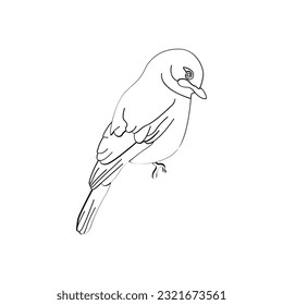 Bird outline vector for coloring book and tattoo design. Bird vector illustration