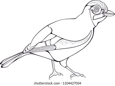 bird outline vector illustration