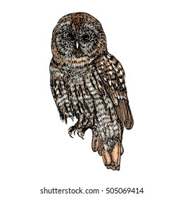 Bird, owl ink line drawing, hand drawn illustration. Vector.