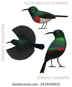 Vector de dibujos animados Bird Palestine Sunbird Set