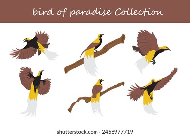 bird of paradise collection. bird of paradise in different poses. Vector illustration.