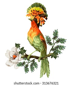 Bird of Paradise and exotic flowers on a white background