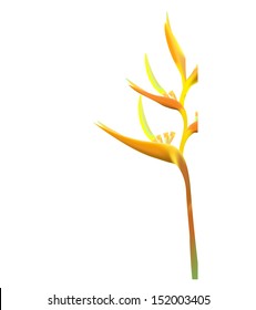 bird of paradise flower