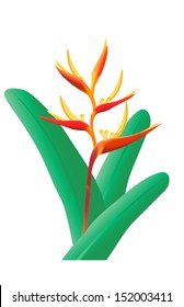 bird of paradise flower