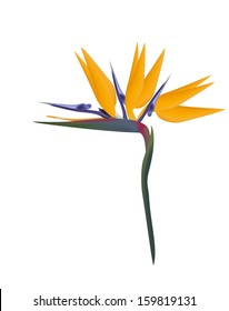 Bird of Paradise flower