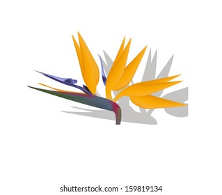 Bird of Paradise flower