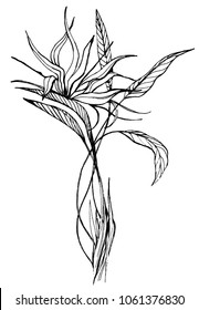 bird of paradise flower. botanical art. line drawn vector illustration. hand drawn. ink.