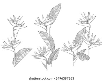 Bird of paradise flower illustration. Line drawing. Vector format.