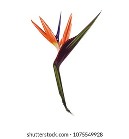 Bird of Paradise flower isolated on a white background. vector