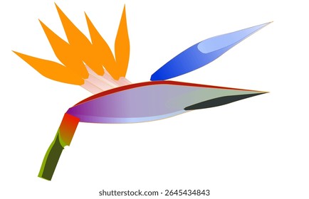 A bird of paradise flower, isolated on a white background.