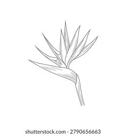 bird paradise flower line