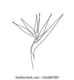 bird of paradise flower one line drawing. Editable line. Minimal abstract art