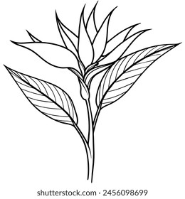 Bird of Paradise flower plant outline illustration coloring book page design, Bird of Paradise flower plant black and white line art drawing coloring book pages for children and adults