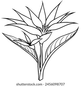 Bird of Paradise flower plant outline illustration coloring book page design, Bird of Paradise flower plant black and white line art drawing coloring book pages for children and adults