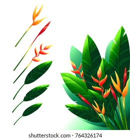 bird of paradise flower set