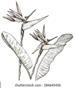 Bird of Paradise flower  in sketch style 