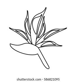 bird paradise flower thin
