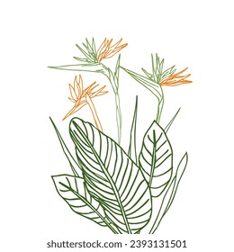 Bird of paradise flower tropical strelitzia with leaves line art for design of card or invitation, scrapbook. Vector hand drawn illustration,isolate on white background