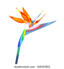 Bird Of Paradise Flower, Vector