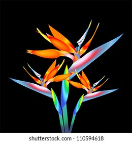 bird of paradise flower, vector