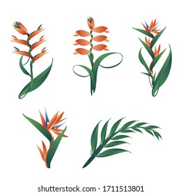 Bird of Paradise flower vector illustration 