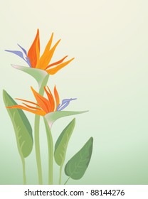 bird of paradise flowers and leaves vector illustration in eps 10 format
