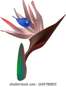 Bird of Paradise flower.Wild leaf. Exotic jungle.Design element on a white background.Vector illustration.