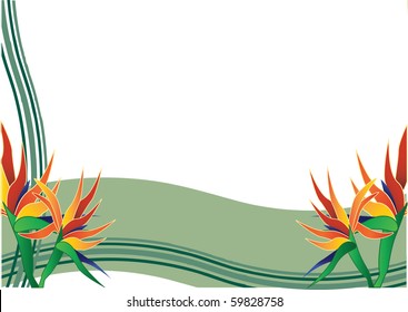 bird of paradise  with green background