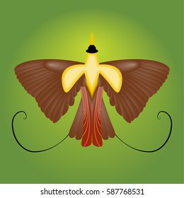 Bird of Paradise illustration