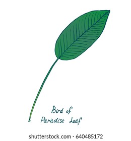 Bird of Paradise Leaf (Lobster-claw), hand drawn doodle, sketch in pop art style, vector color illustration
