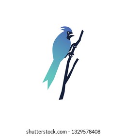 bird paradise logo design idea