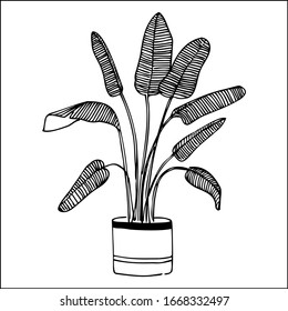 bird of paradise palm plant in a pot doodle graphic