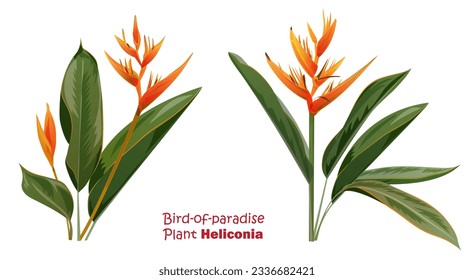 Bird of paradise plant also known as Parrot Beak, Parakeet flower, Heliconia psittacorum. Bright orange flowers and green leaves. Realistic botanical illustration of tropical plant in watercolor style