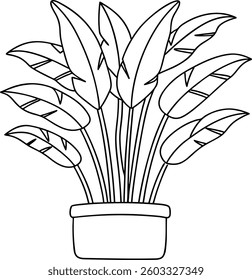 A bird of paradise plant with large, upward-reaching leaves in a sleek pot