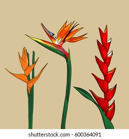bird of paradise, set of three flowers, isolated on beige background. Vector illustration hand drawn style