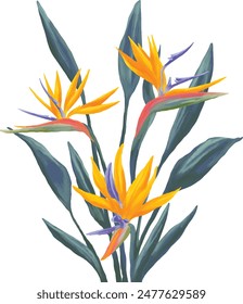 Bird of Paradise Strelitzia flower digital painting illustration