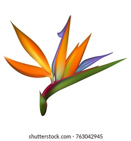 Bird Of Paradise Tropical Flower. 3d Vector Flower Illustration. Strelitzia Isolated On White.