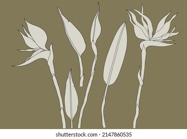 Bird of paradise. Tropical flower. Vector illustration